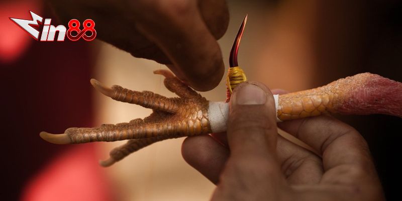 Đá Gà Cựa Sắt: Nét Văn Hóa Đặc Sắc Và Những Điều Cần Biết
