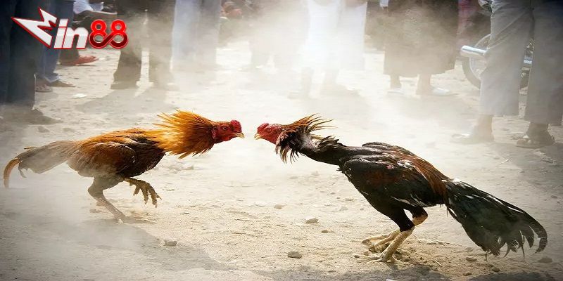 Đá Gà Việt Nam: Nét Văn Hóa Đặc Sắc và Trò Chơi Giải Trí Đầy Kịch Tính